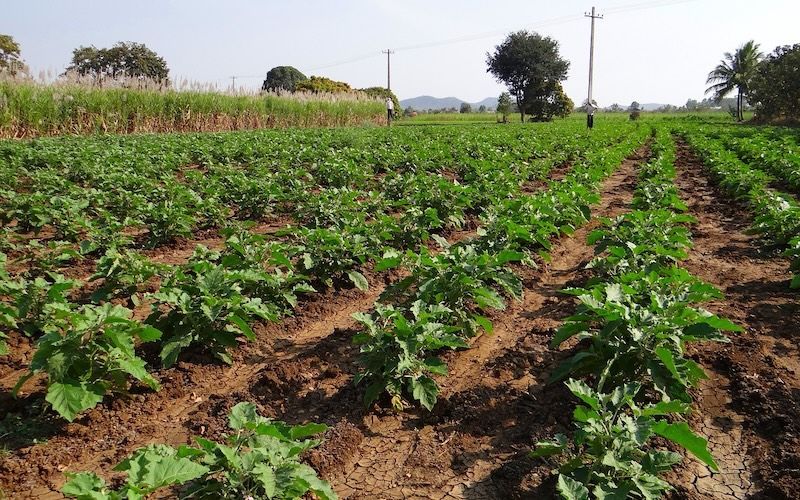 Los cultivos de carbono aprovechan las tierras agrícolas para producir alimentos y también para capturar y almacenar carbono en el suelo