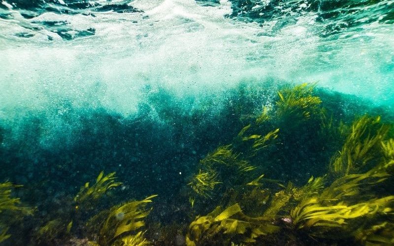 El término carbono azul hace referencia al carbono orgánico capturado y almacenado por los ecosistemas marinos y costeros, en particular los manglares, marismas y praderas submarinas