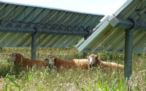 Lee más sobre el artículo Energía que brota: nuevas claves para el campo sostenible